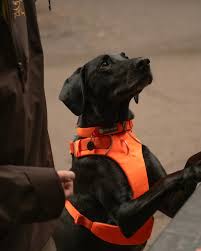 Ruffwear